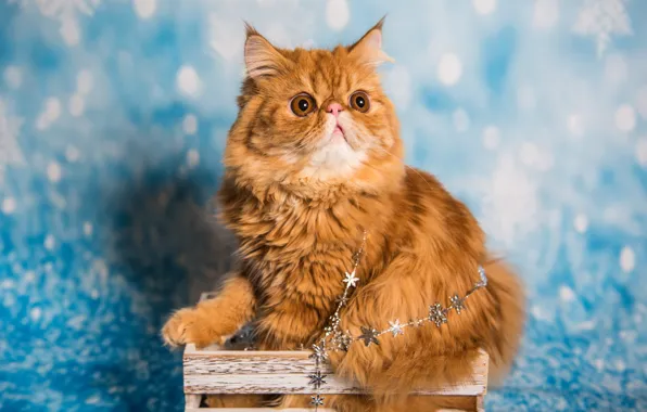 Кошка, кот, взгляд, морда, поза, блики, праздник, портрет