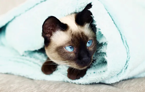 Кошка, глаза, кот, морда, уют, портрет, полотенце, лапы