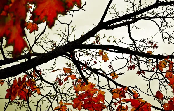 Картинка осень, небо, листья, деревья, оранжевый