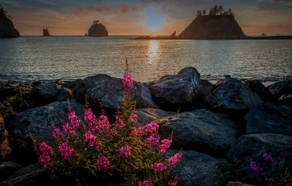 Картинка река, камни, США, Olympic National Park