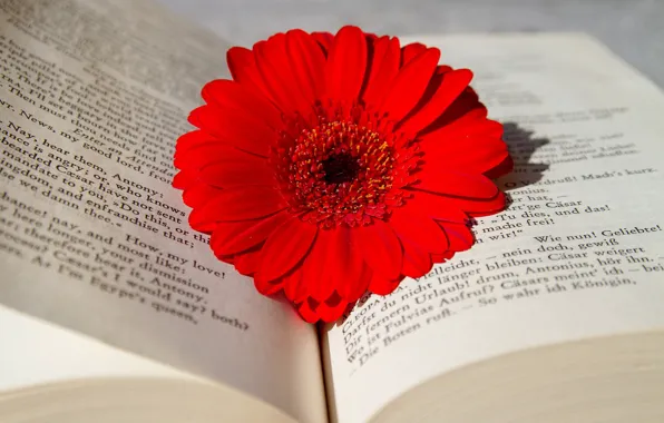 Цветок, Книга, Гербера