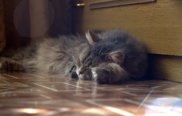 Кот, сон, пол, серый.