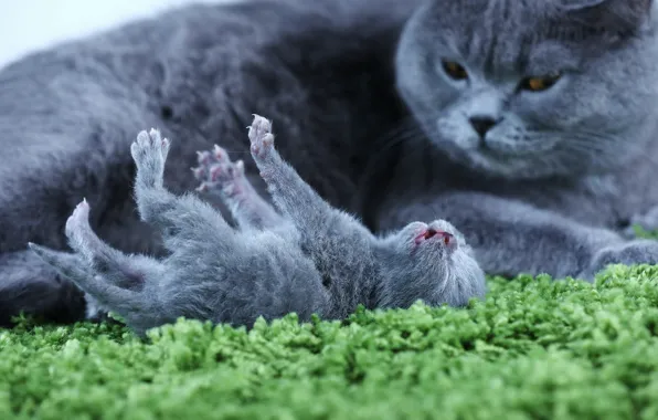 Кошка, кошки, котенок, малыш, коврик, мама, британский, новорожденный