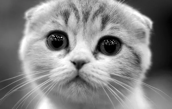 Картинка глаза, взгляд, котёнок, чёрно - белое фото