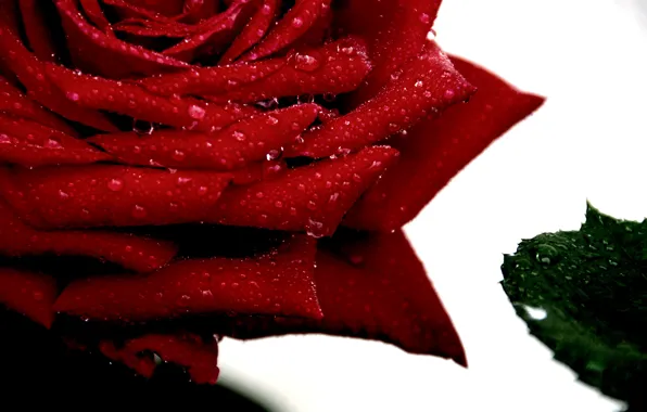 Макро, Капли, Macro, Red rose, Drops, Красная роза