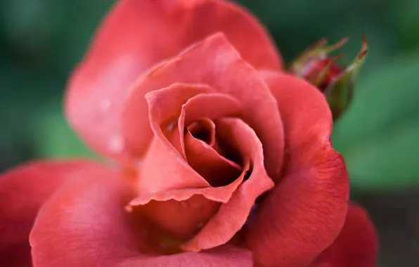 Rose, macro, red flower