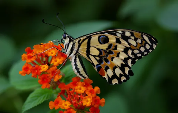 Бабочка, colors, яркость, butterfly, расцветка, brightness