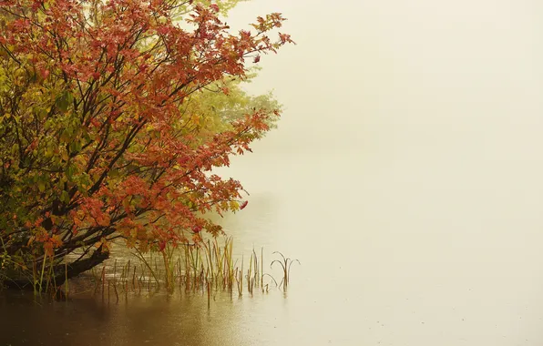Картинка природа, туман, озеро, дерево