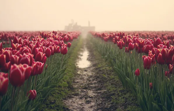 Картинка поле, цветы, туман, тюльпаны