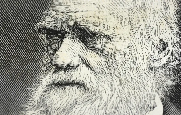 Картинка drawing, scientist, Darwin, genius
