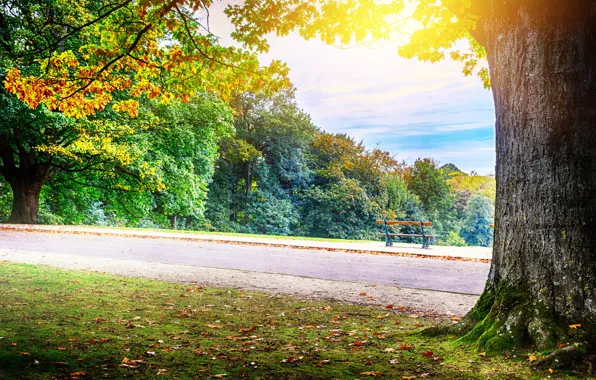 Дорога, осень, лес, листья, деревья, парк, colorful, forest
