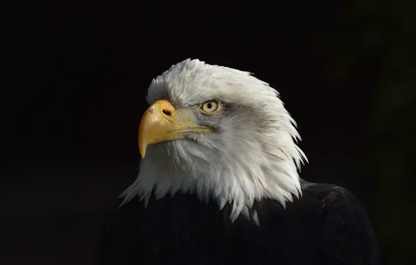 Картинка Eagle, Black, White, American, Сoat of arms