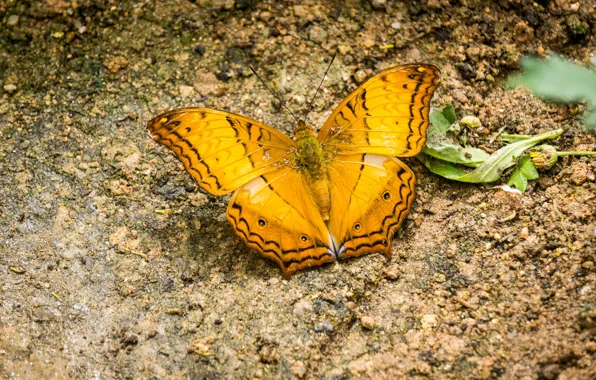 Black, nature, yellow, butterfly, insect, highland, malaysia, cameron