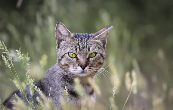 Картинка кот, фон, котик, травка