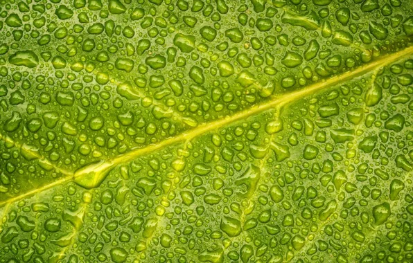 Картинка вода, капли, лист, зеленый