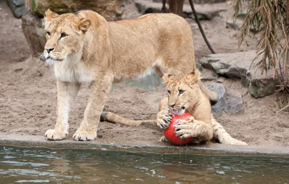 Кошки, игра, мяч, когти, львы, львица, водоём, львёнок
