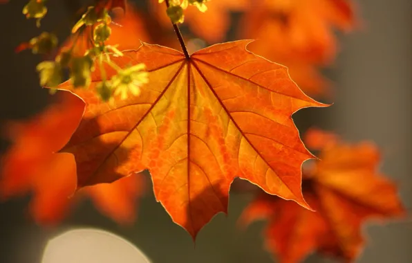 Осень, листья, Макро, клен