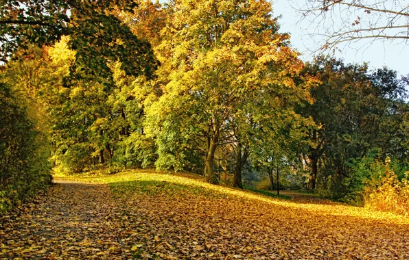 Осень, листья, деревья, парк, желтые, опавшие