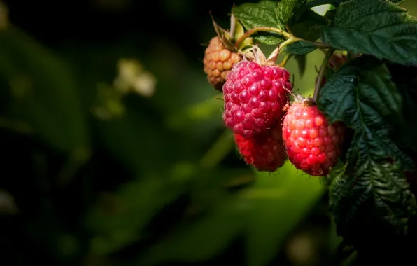 Картинка природа, ягоды, малина, nature, currants, raspberries