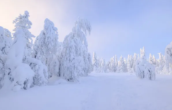 Зима, лес, свет, снег, в снегу, ели, сугробы, тропинка