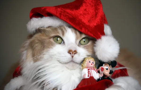 Картинка кошка, фон, праздник