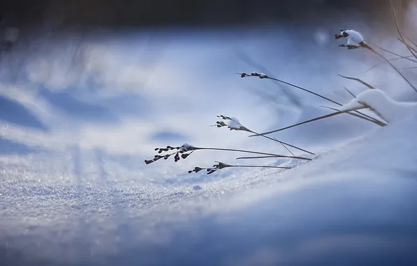 Картинка трава, макро, снег, природа, фокус