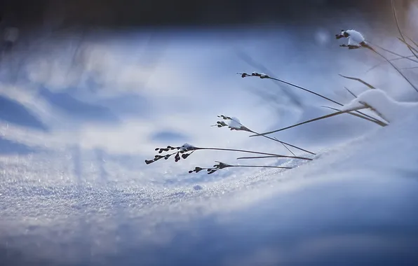 Трава, макро, снег, природа, фокус