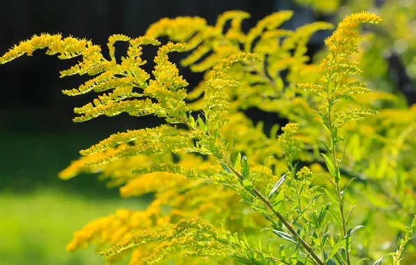 Картинка flower, yellow, twig