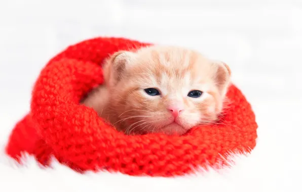 Кошка, котенок, шапка, малыш, рыжий, мордочка, Рождество, белый фон