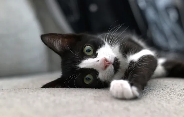 Кошка, взгляд, поза, котенок, черно-белый, лежит, мордашка, зеленые глаза