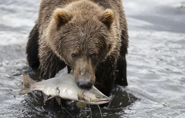 Картинка природа, рыба, медведь, охота