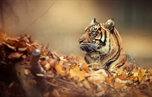 Картинка лес, тигр, настроение