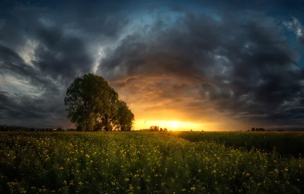 Картинка поле, закат, тучи, дерево, долина, Болгария, Bulgaria, Софийская котловина