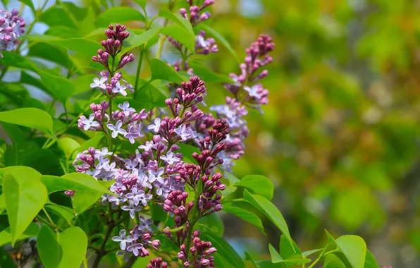 Flower, spring, lilac, twig