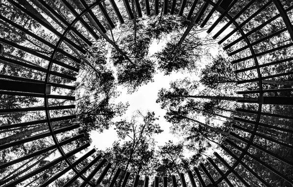 White, black, trees, wood, circles, leaves, geometric effect