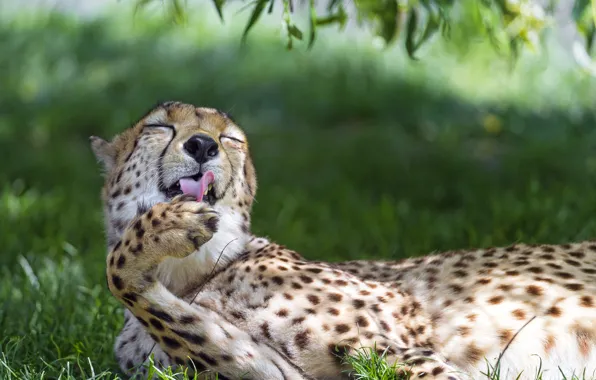 Кошка, трава, гепард, умывание, ©Tambako The Jaguar