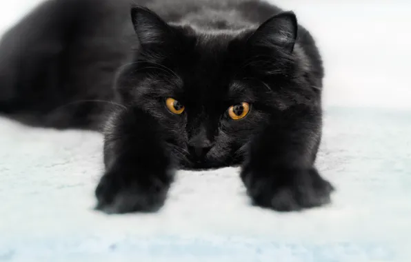 Кошки, черный, коты
