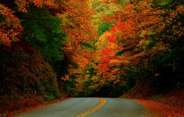 Картинка Северная Каролина, краски, дорога, Октябрь, осень, лес, США