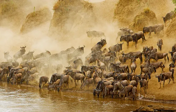 Картинка река, Африка, Кения, антилопа, гну, Масаи Мара, Masai Mara National Reserve