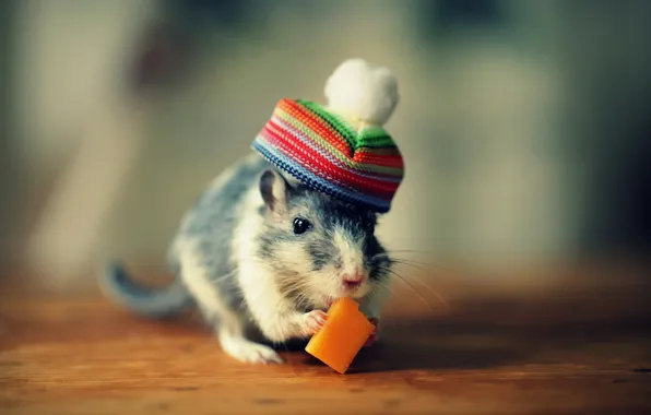 Картинка мышь, сыр, шляпка