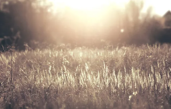 Поле, трава, солнце, макро, природа, туман, фото