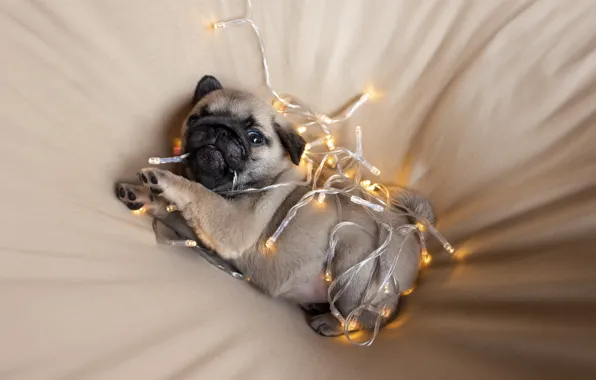 Puppy, look, Christmas lights