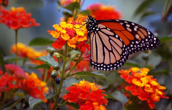 Картинка макро, цветы, бабочка, крылья, монарх, соцветие