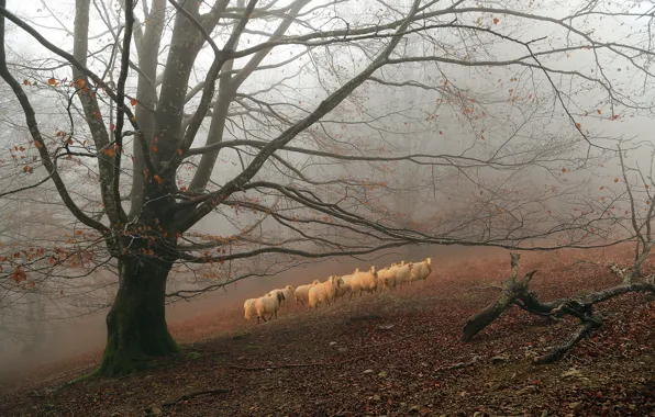 Картинка туман, дерево, овцы