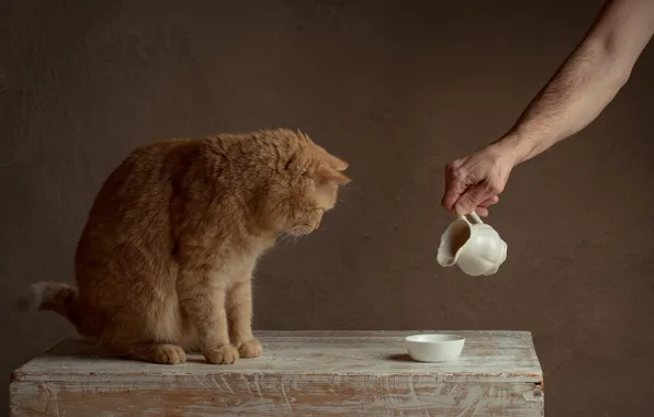 Кошка, кот, поза, рука, молоко, рыжий, кувшин, ожидание