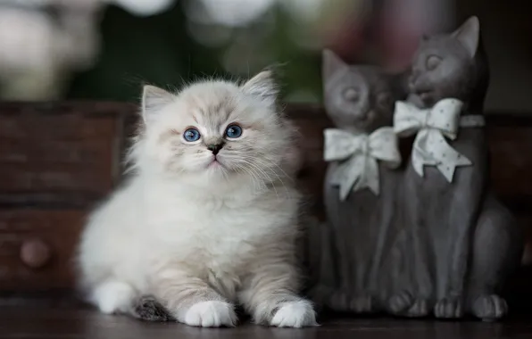 Кошка, котенок, стол, пушистый, мелкий, бантики, ящик, фигурки
