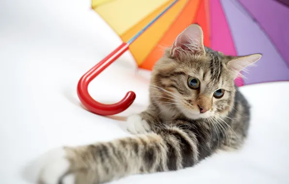 Картинка кошка, кот, зонтик, лапка