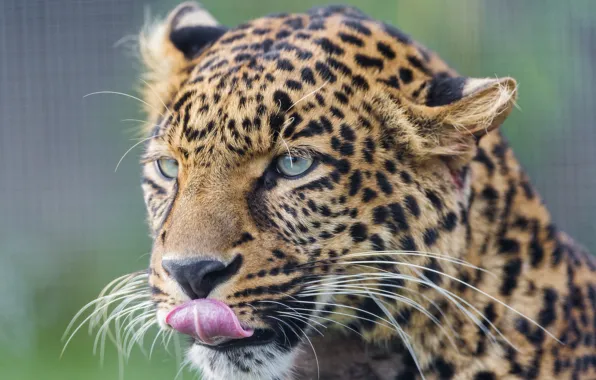 Язык, кошка, морда, леопард, ©Tambako The Jaguar