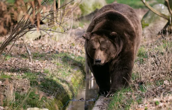 Картинка природа, медведь, прогулка