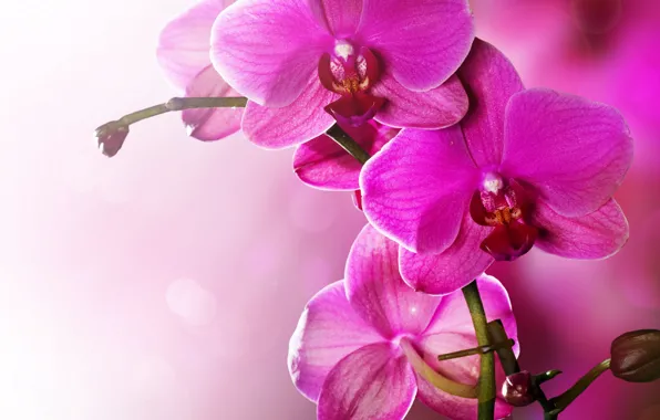Картинка цветы, розовая, нежность, красота, лепестки, орхидеи, орхидея, pink